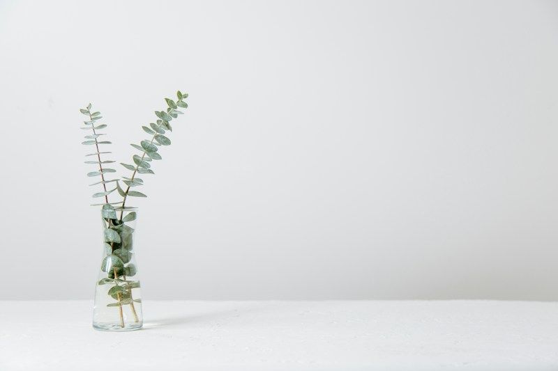 Branche d'eucalyptus dans un vase en verre sur fond blanc